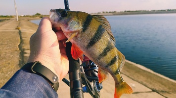 GUN на Горьковском водохранилище. Ловля окуня.